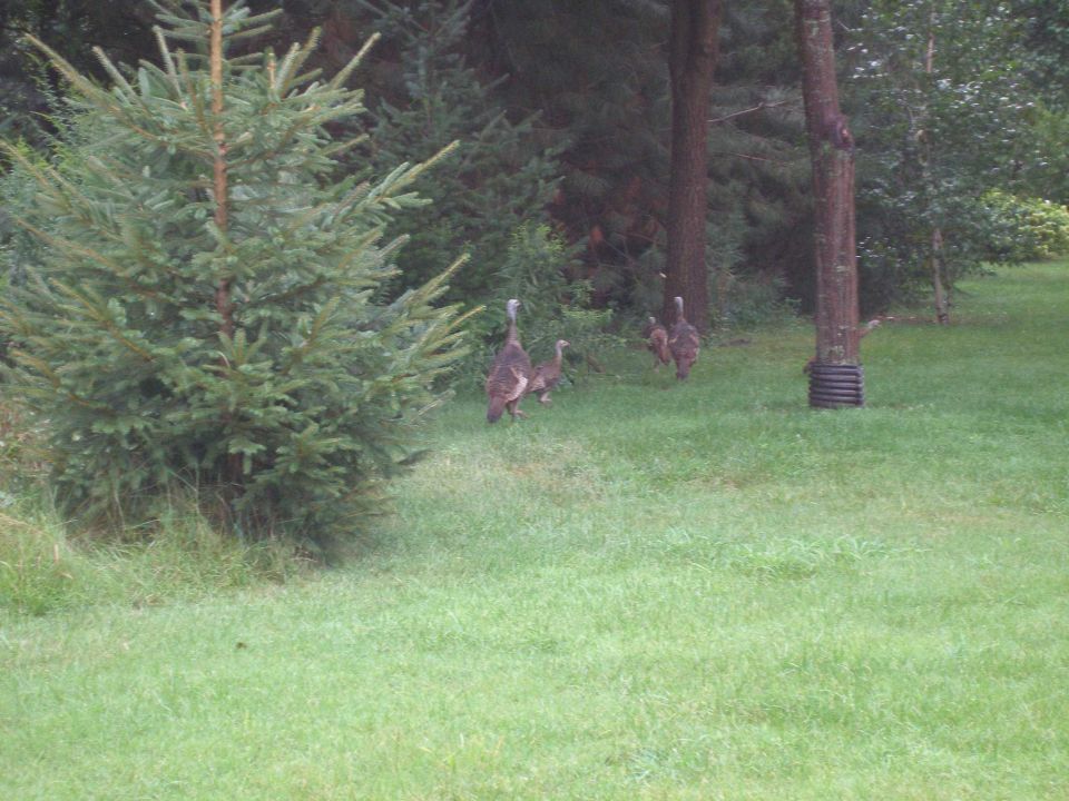 Turkeys in a grassy area with trees and a SuperMotors logo