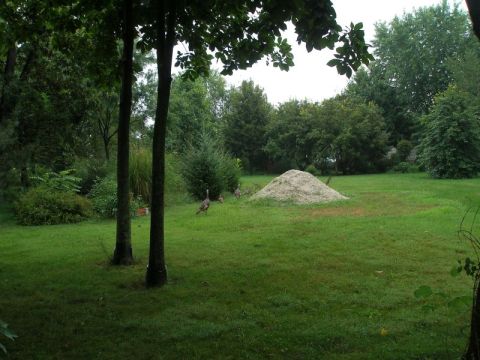 1997 Ford Taurus - Wild turkeys roam freely in a suburban backyard setting.