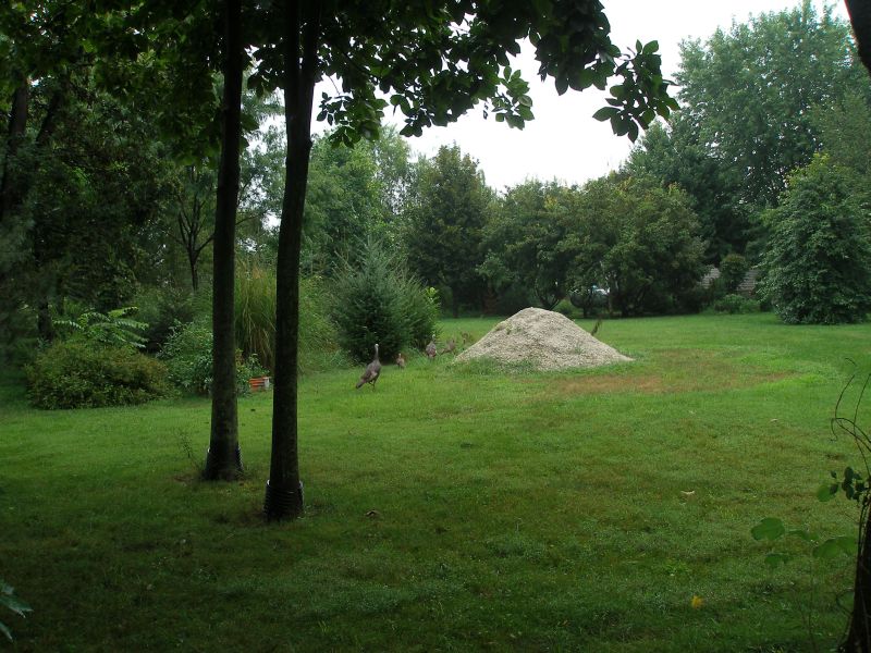 Two turkeys walk across a lawn with trees and a pile of gravel in the background