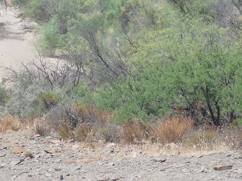 1986 Ford Bronco - A dry, arid landscape is depicted with sparse vegetation and rocky terrain.