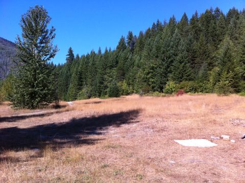 1990 Ford Bronco - A wide shot of a dry, grassy field bordered by a dense forest under a clear blue sky.