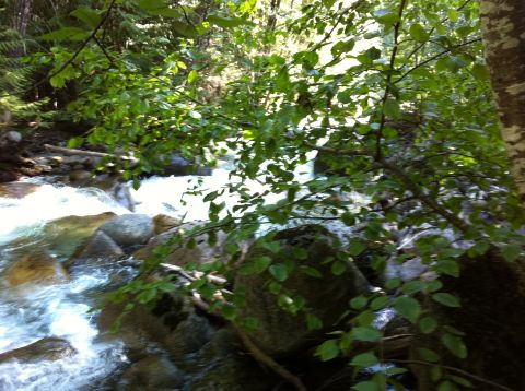 1990 Ford Bronco - A scenic view of a river flowing through a wooded area, with lush green leaves obscuring parts of the scene.