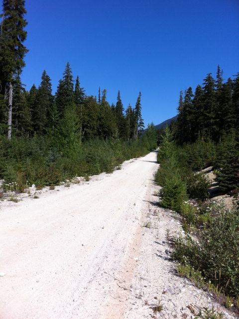 1990 Ford Bronco - A gravel road cuts through a forest, leading into the distance under a bright blue sky.