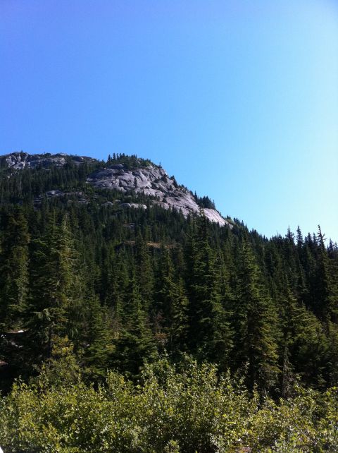1990 Ford Bronco - A vast mountain landscape is covered in dense evergreen trees under a bright blue sky.