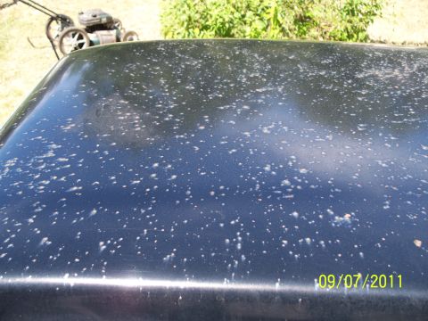 1979 Ford F-250 - A dark vehicle roof is covered in white spots, with a lawnmower visible in the background.