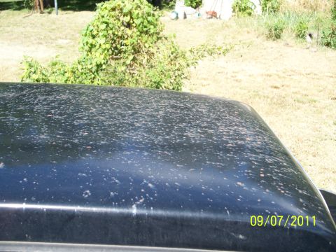 1979 Ford F-250 - The top of a black truck shows numerous white spots, possibly from paint overspray or environmental damage.