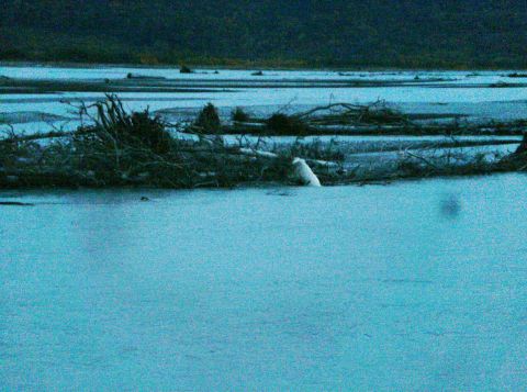 2000 Ford E350 - A polar bear is partially submerged in icy water, with a large pile of driftwood and branches nearby.