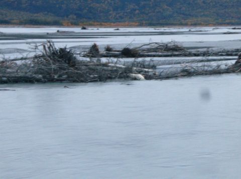 2000 Ford E350 - River scene with extensive driftwood accumulation on sandbars.
