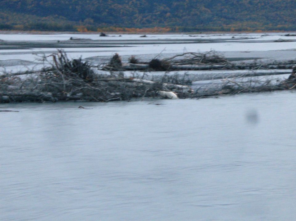 River with large amounts of driftwood and debris on sandbars