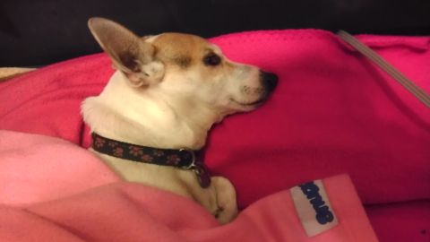 1989 Ford Bronco - A dog with a collar rests comfortably on pink blankets, looking to the side.