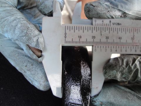 1995 Ford Taurus - A gloved hand holds calipers to measure a dark, textured object.