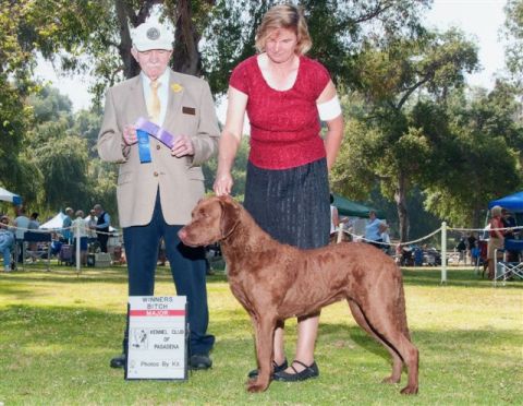 1968 Ford Mustang - A dog stands with handlers and awards at a competition.