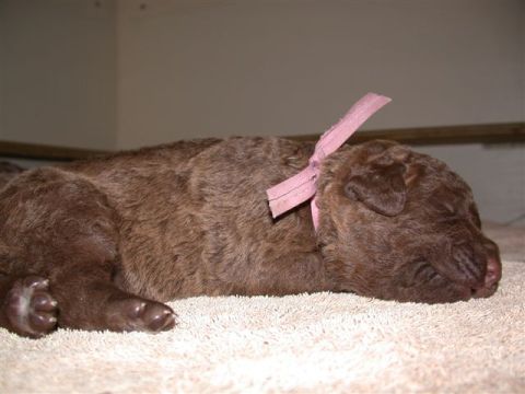 1968 Ford Mustang - A young puppy rests peacefully, adorned with a simple pink ribbon.