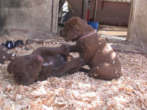 1968 Ford Mustang - Two playful brown puppies tumble and wrestle in a pen filled with wood shavings.