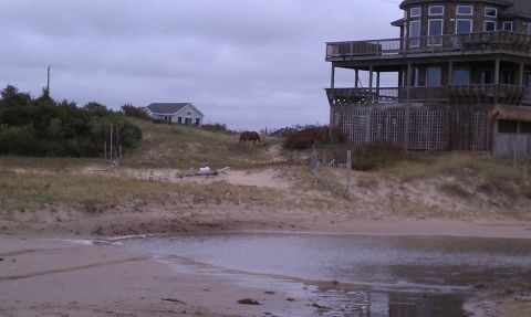 1979 Ford Bronco - A horse grazes on a sandy dune near beach houses under an overcast sky.