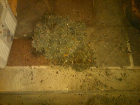 1979 Ford Bronco - Grass clippings accumulated on the floor near a vent.