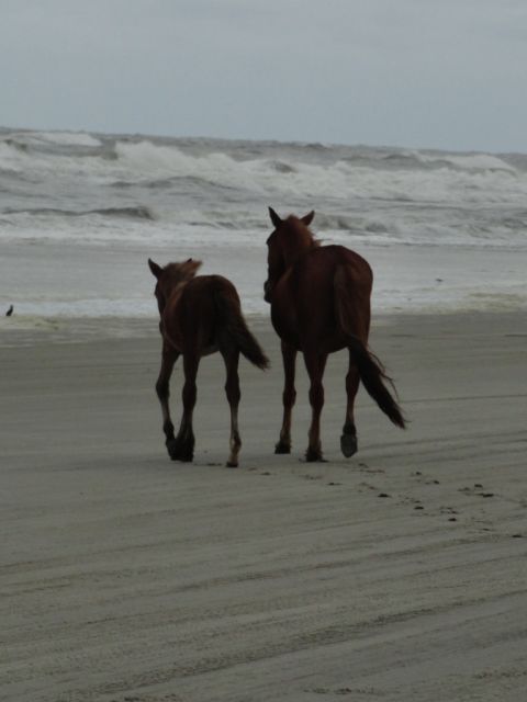 1988 Ford Bronco - Two horses walk along the shore on a cloudy day with choppy waves.