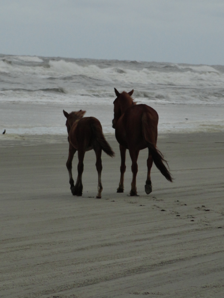 Two horses walk on a sandy beach with waves in the background