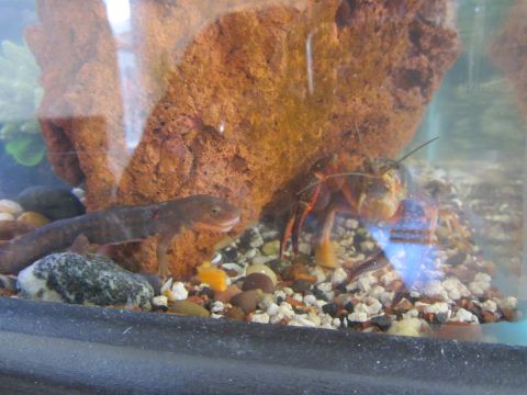 1968 Ford Mustang - A newt and a crayfish share a fish tank, surrounded by gravel and a large rock formation.