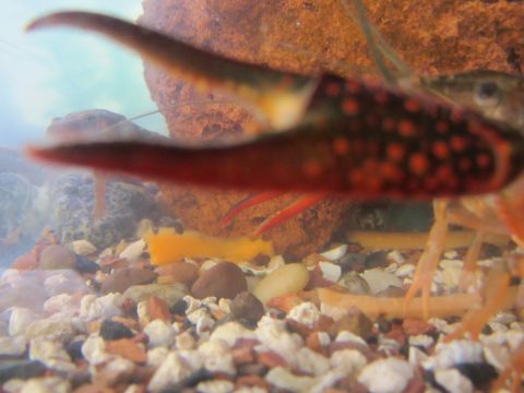 1968 Ford Mustang - A crayfish with red and black markings is visible in its aquarium habitat.