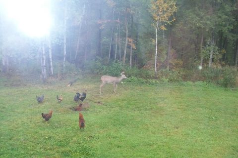 1963 Hummer H3 - A deer and several chickens are in a grassy area with trees in the background. The Supermotors logo is visible in the lower right corner.