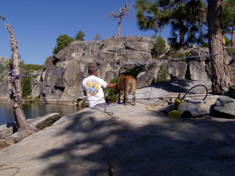 1967 Ford Bronco - A man (Mike) and his dog!