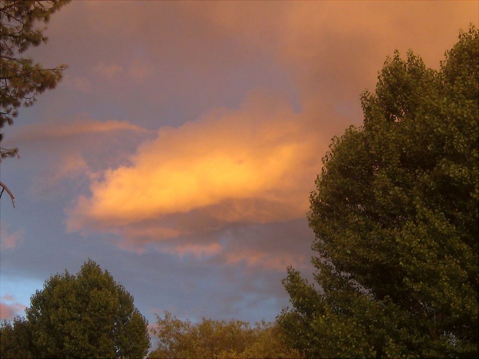 Orange clouds at sunset over trees