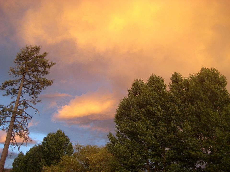 tall pine tree and leafy trees against orange and blue sky