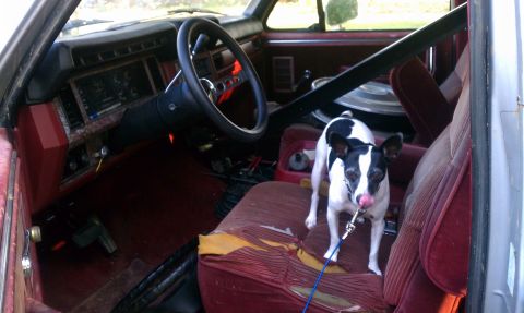 1985 Ford Bronco - A small dog with a leash stands on the worn seats of a vehicle's interior.