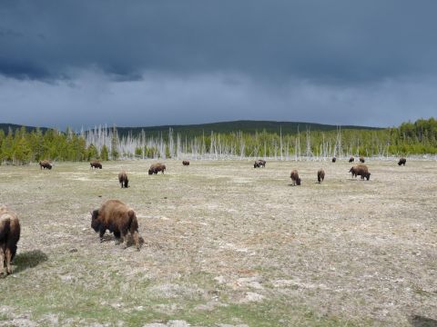 2006 Ford E350 - A herd of bison roam a grassy field, with a backdrop of dead trees and a dramatic, dark sky.