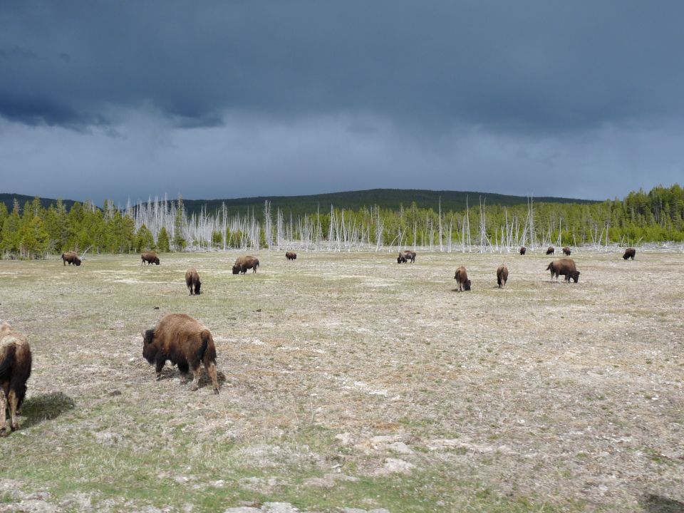 Herd of bison grazing in a field under a stormy sky with dead trees in the background