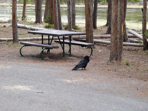 2006 Ford E350 - A raven is seen near a picnic table in a forest setting with a river in the background.