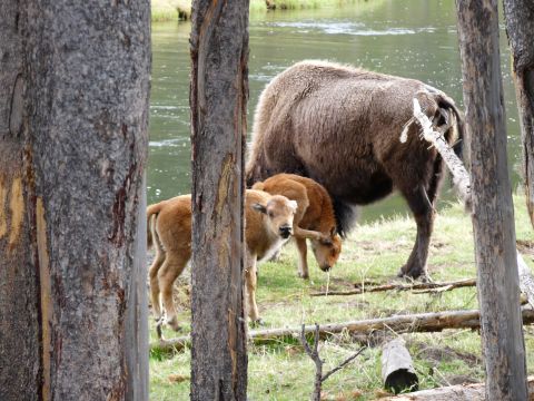 2006 Ford E350 - A bison family grazes by a river, framed by trees in a natural landscape.