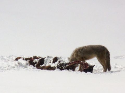 2006 Ford E350 - A coyote scavenges a carcass in a snow-covered landscape.