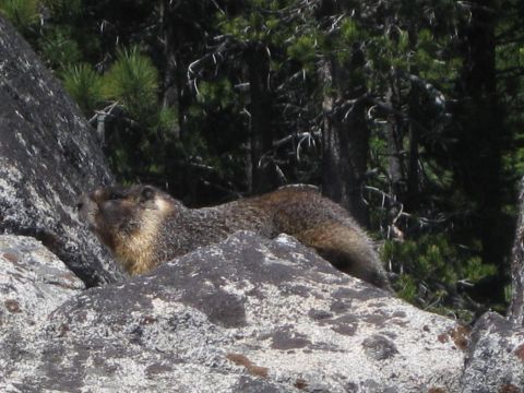 1971 Ford Bronco - A marmot is seen resting on rocks in a natural outdoor setting.