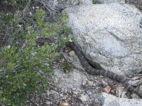 1971 Ford Bronco - A snake is visible near a rock and vegetation, with a Supermotors watermark at the bottom right.