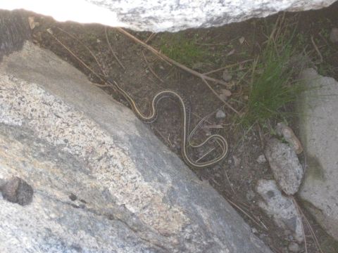 1971 Ford Bronco - A garter snake is coiled on the ground between rocks, with grass and pine needles visible.