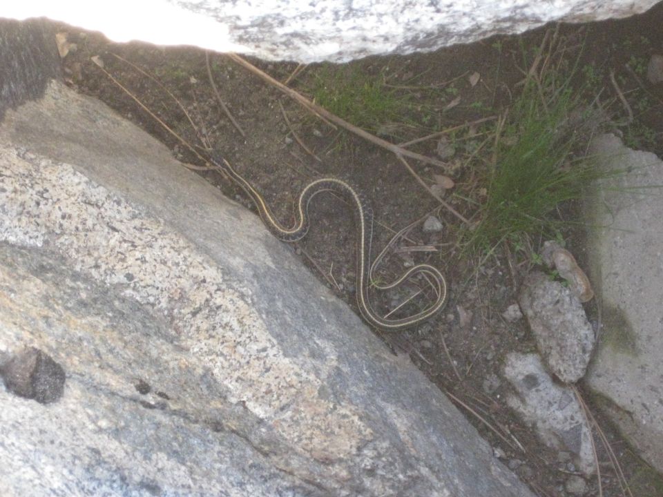 Garter snake coiled on rocky ground