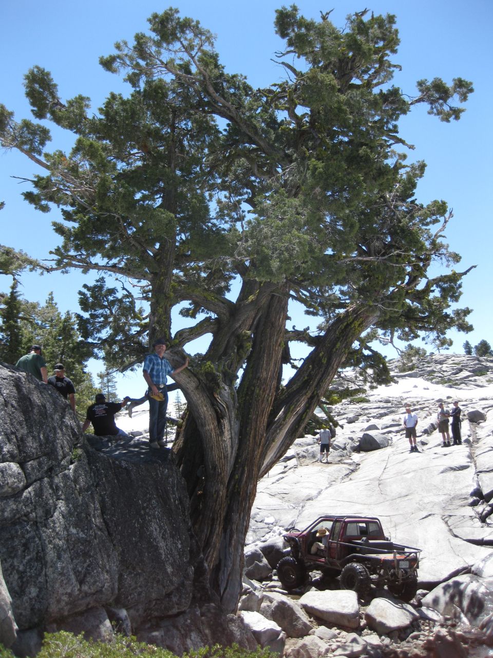Red off-road vehicle with large tires on rocky terrain near a large tree