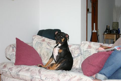 1994 Ford Bronco - A dog sits on a couch in a living room setting.