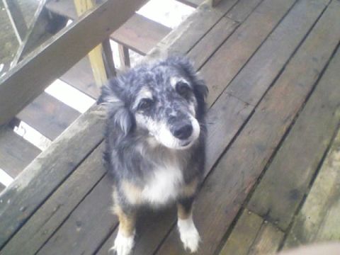 1989 Ford Bronco - A dog with a merle coat and white chest is standing on a wooden deck.