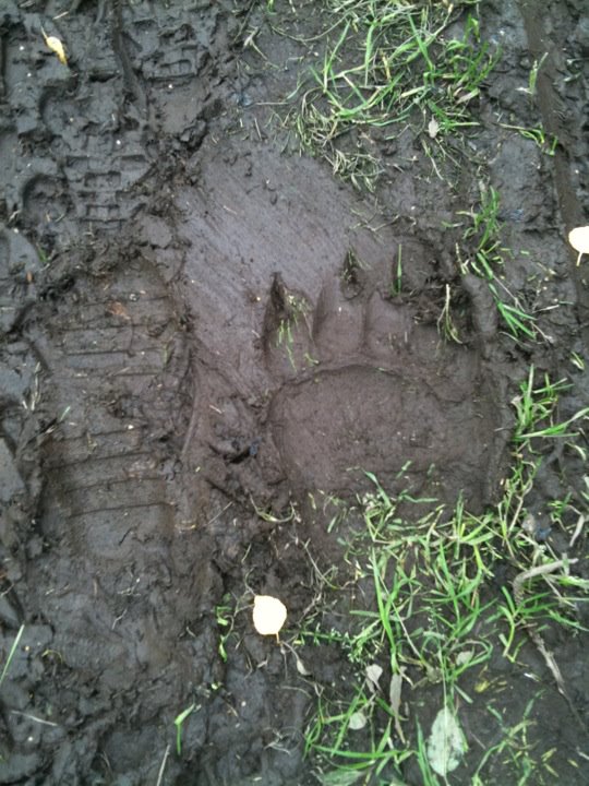 Bear paw print next to tire tracks in mud with grass and leaves
