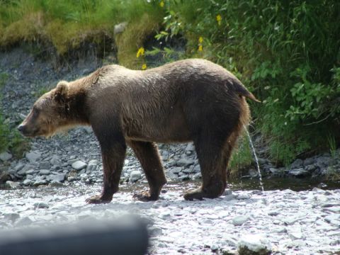 1986 Chevrolet Blazer - A bear is seen urinating in a stream bed with rocks and vegetation.