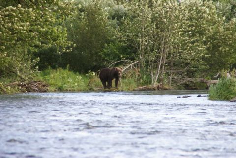 1986 Chevrolet Blazer - A bear stands near the water's edge, surrounded by lush greenery and trees.