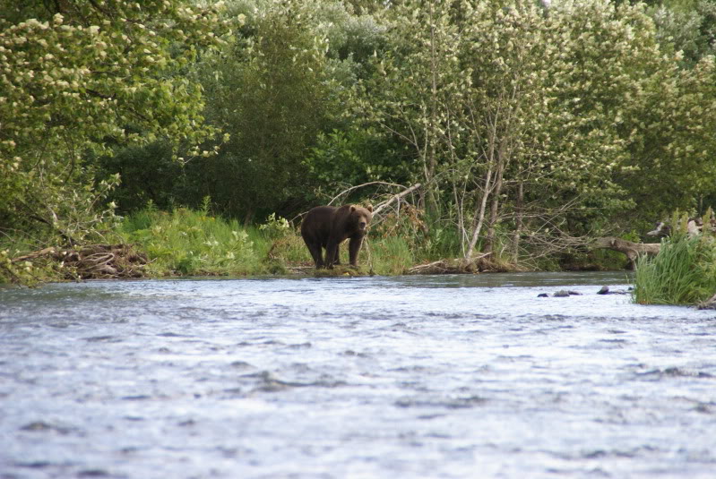 Bear standing on the bank of a river with trees in the background