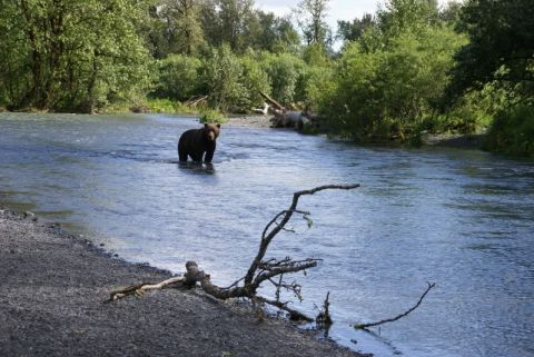 1986 Chevrolet Blazer - A bear stands in a river, surrounded by lush green trees and brush.