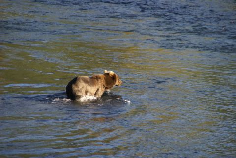 1986 Chevrolet Blazer - A brown bear stands in a river, its body partially submerged in the water.
