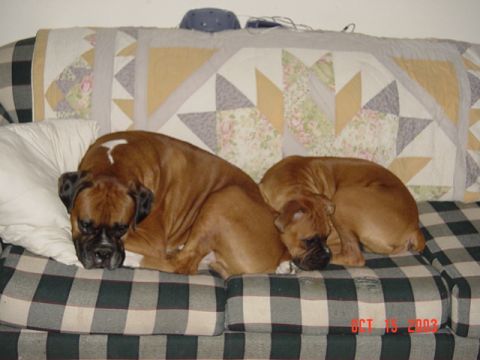1989 Ford Bronco - This is what the dogs do while I am cleaning