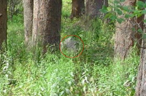 1996 Ford Bronco - A vehicle is barely visible in a wooded area, hidden by dense vegetation.