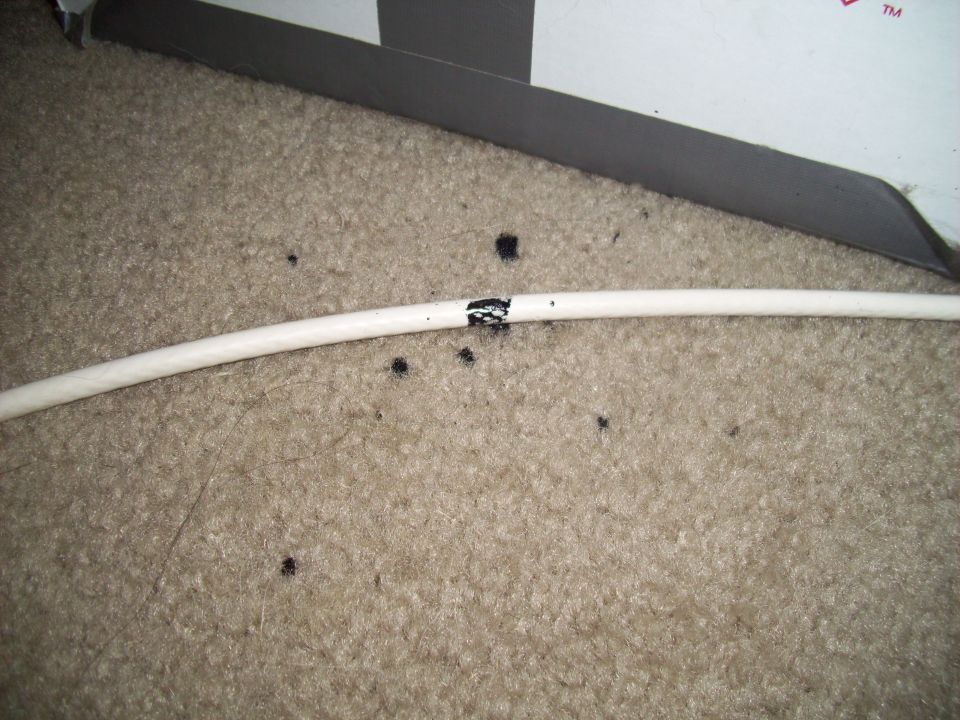 Damaged white cable with exposed wires on carpet